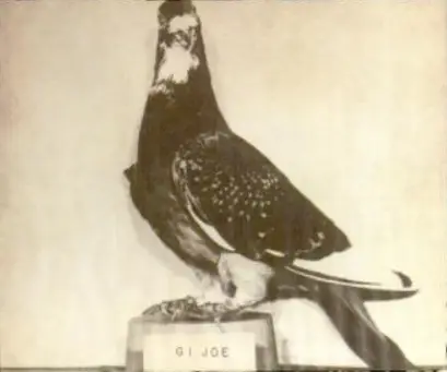 GI_Joe_Pigeon